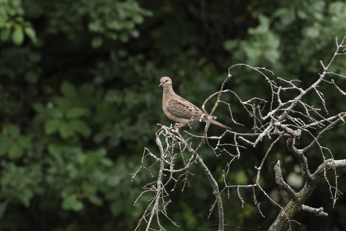 Mourning Dove - ML621435739