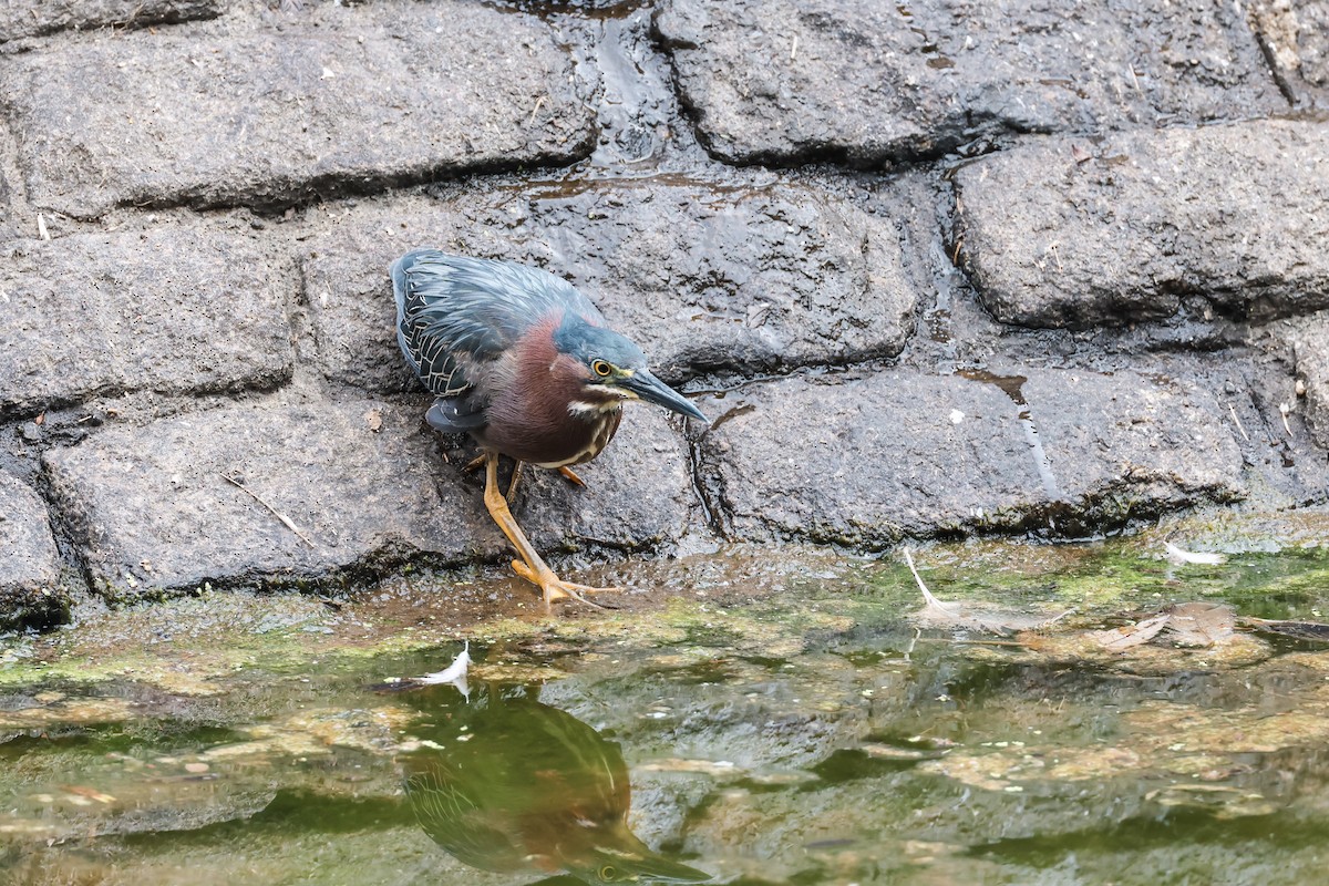 Green Heron - ML621435767