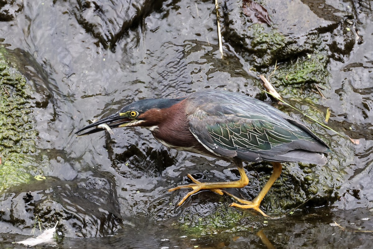 Green Heron - ML621435774