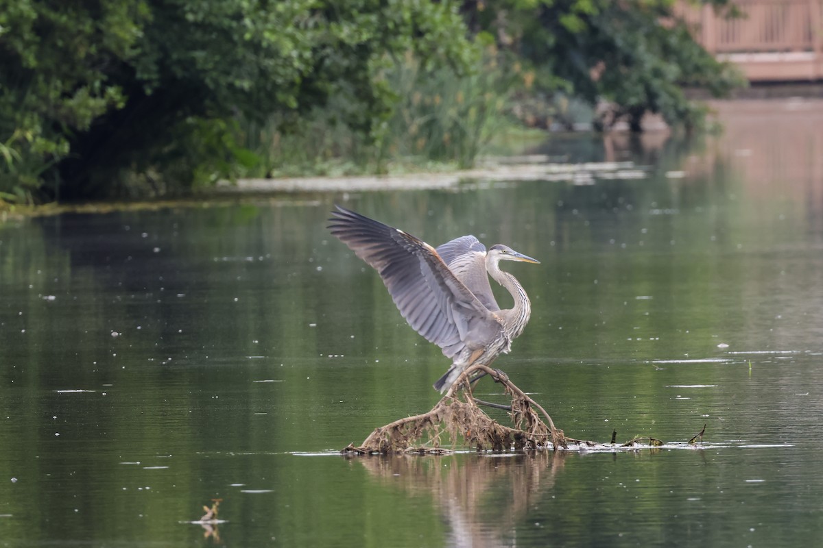 Great Blue Heron - ML621435783