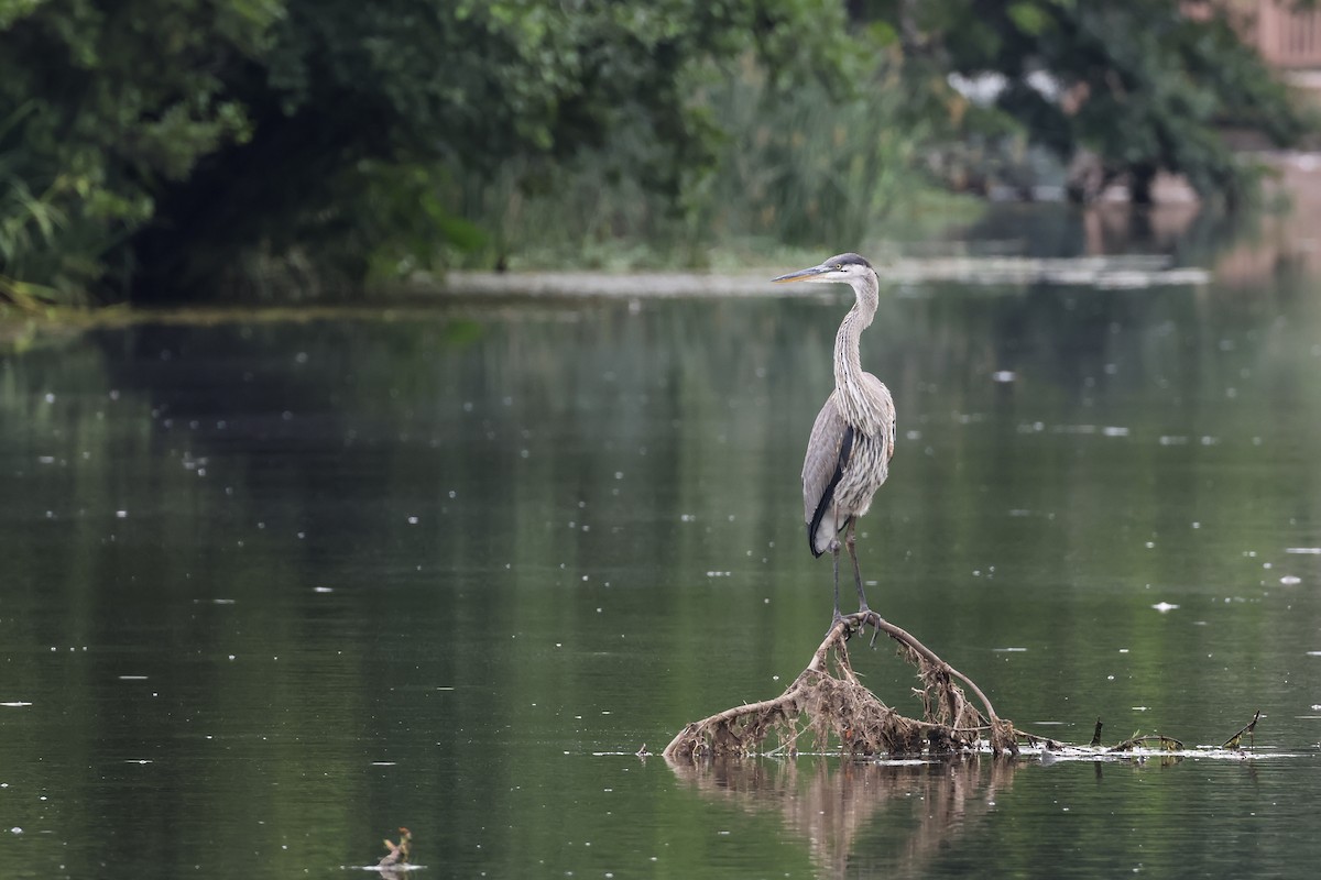 Great Blue Heron - ML621435792