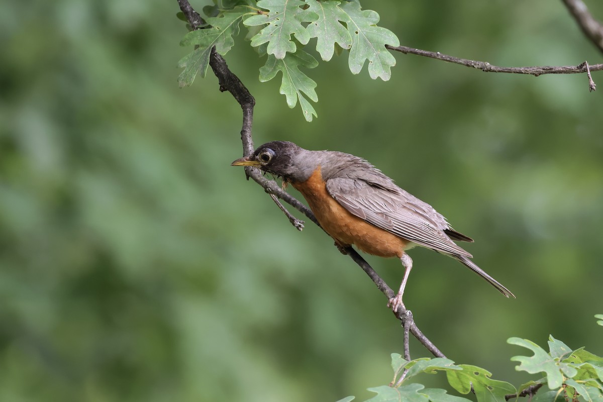 American Robin - ML621435802