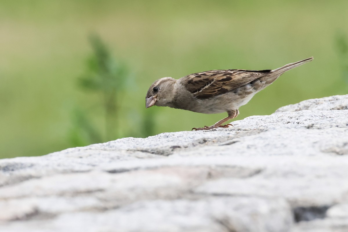 House Sparrow - ML621435808