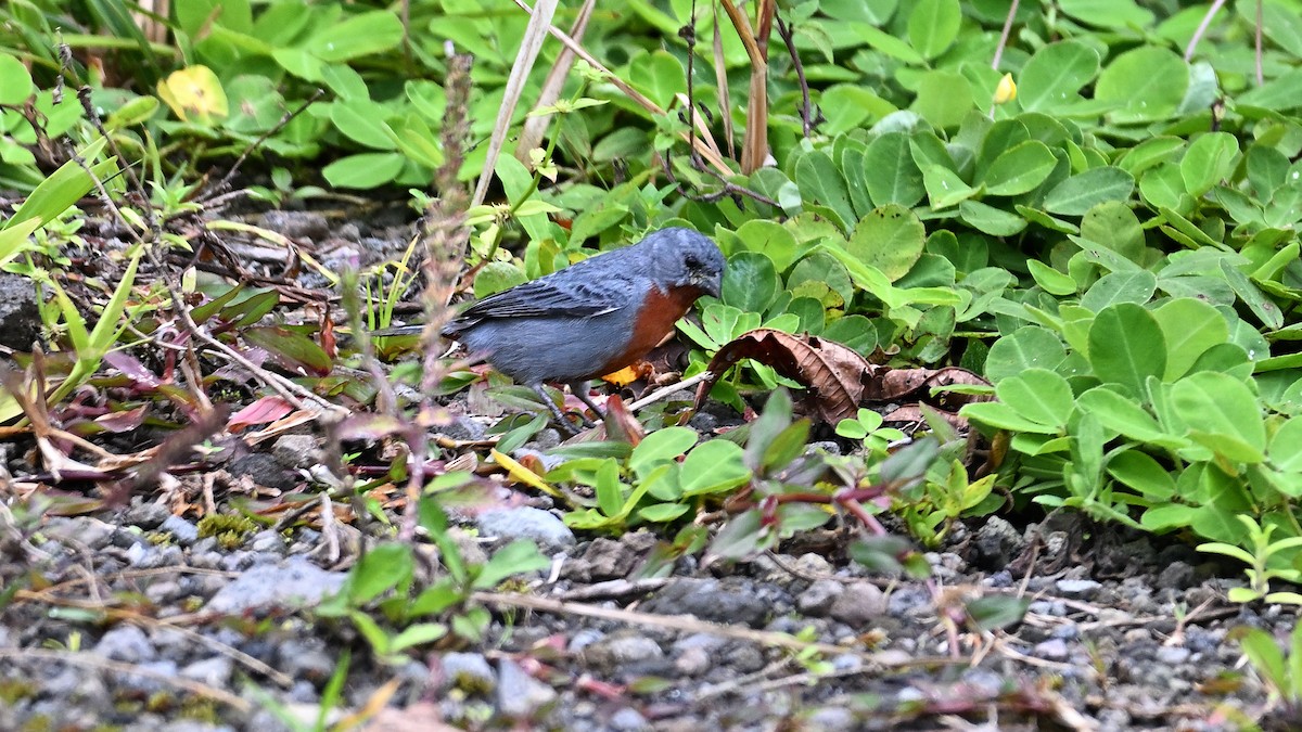 Chestnut-bellied Seedeater - ML621435810