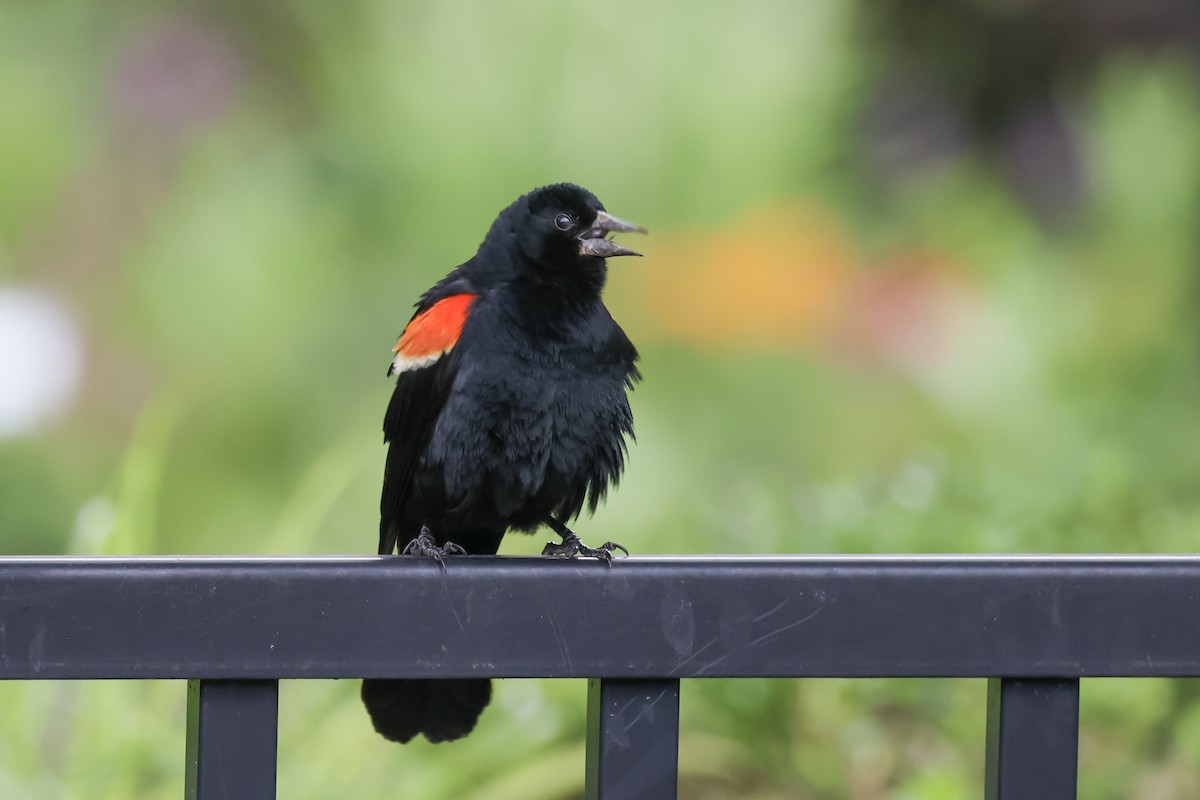 Red-winged Blackbird - ML621435821