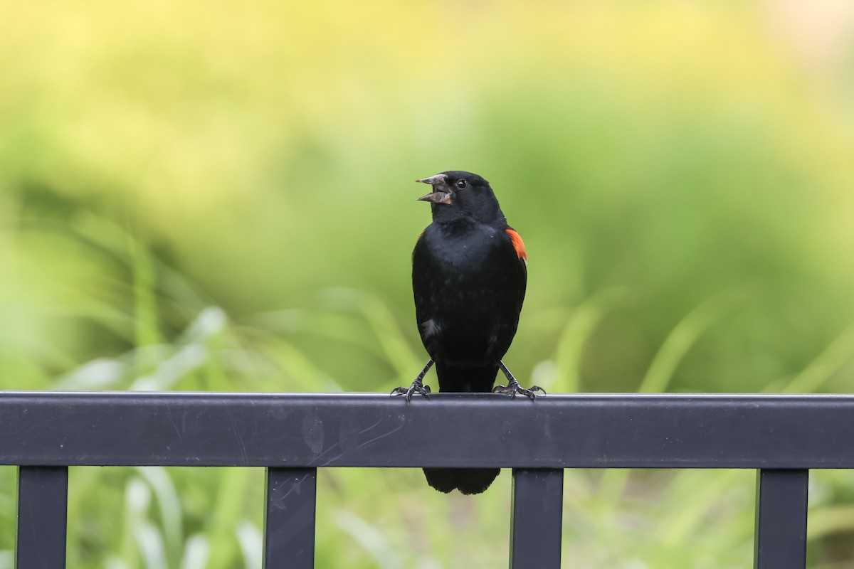 Red-winged Blackbird - ML621435834