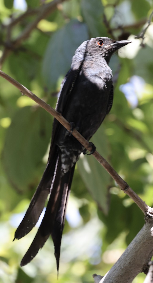Black Drongo - ML621435904