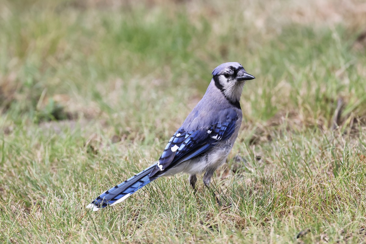 Blue Jay - Mary Thurmond