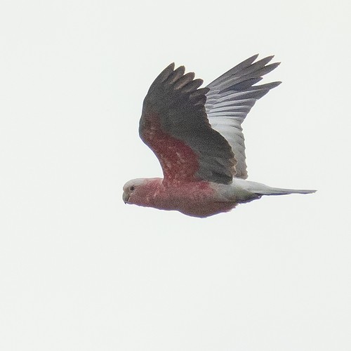 Cacatúa Galah - ML621436083