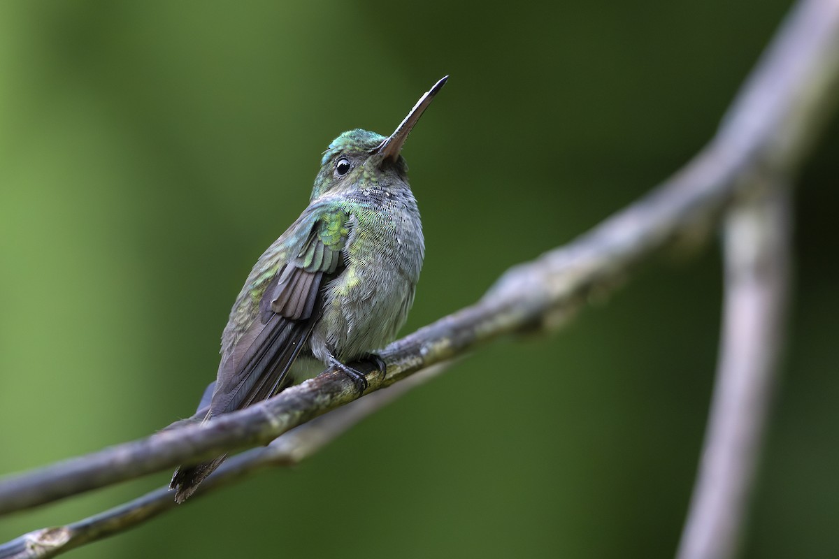 Charming Hummingbird - Jon Irvine