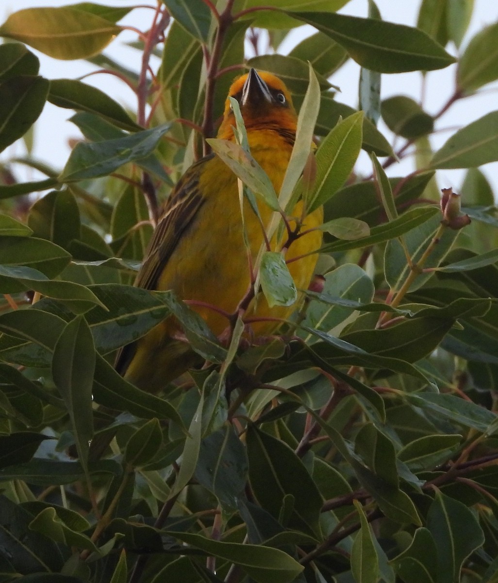 Cape Weaver - ML621436214