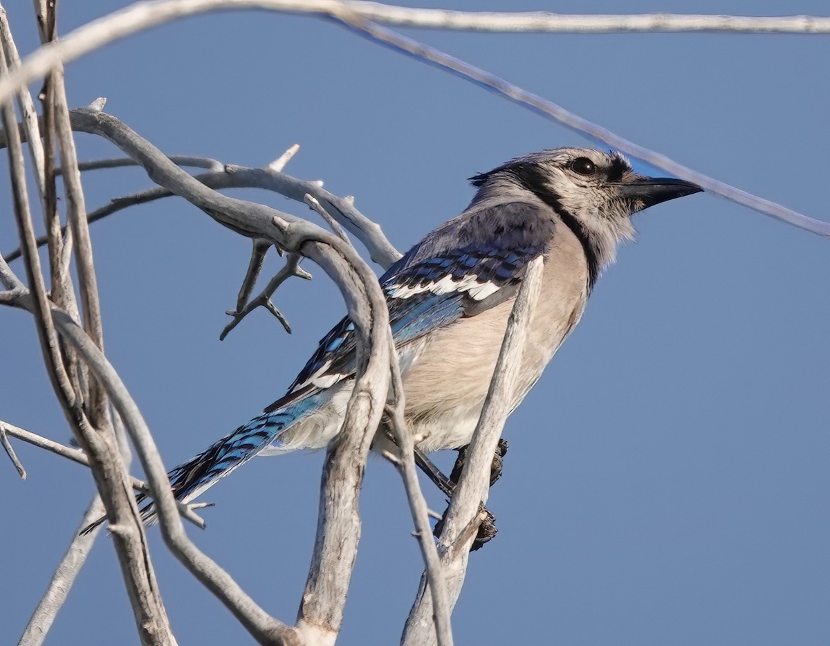 Blue Jay - ML621436223