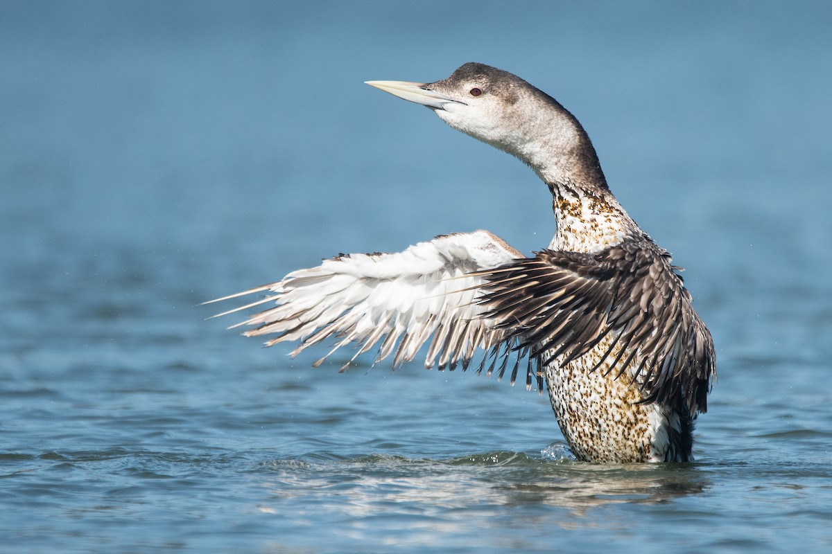 Yellow-billed Loon - ML621436283