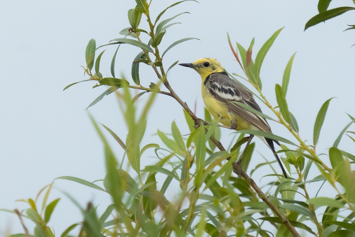 Citrine Wagtail - ML621436353