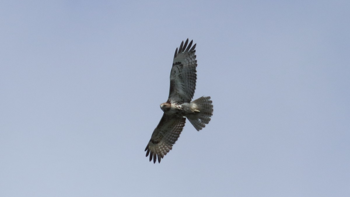 Red-tailed Hawk - ML621436393