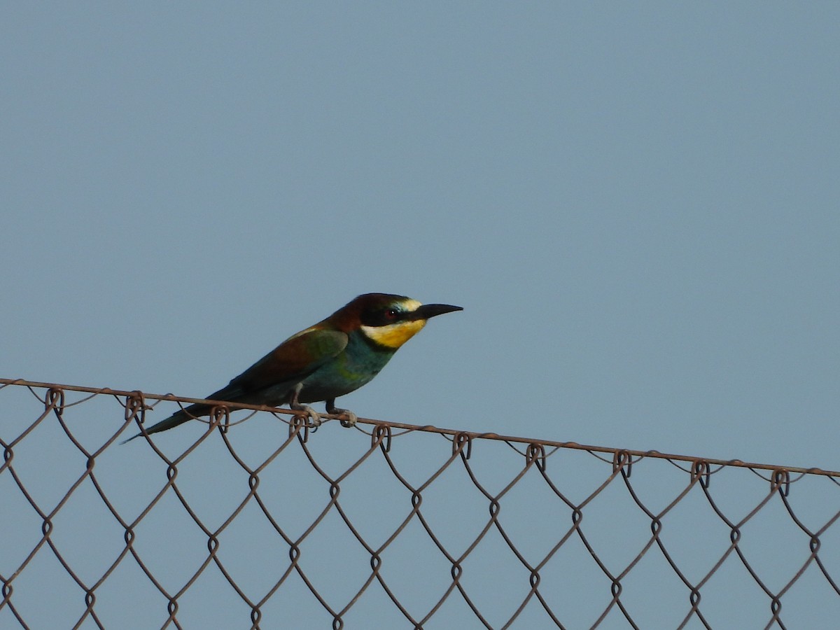 European Bee-eater - ML621436482