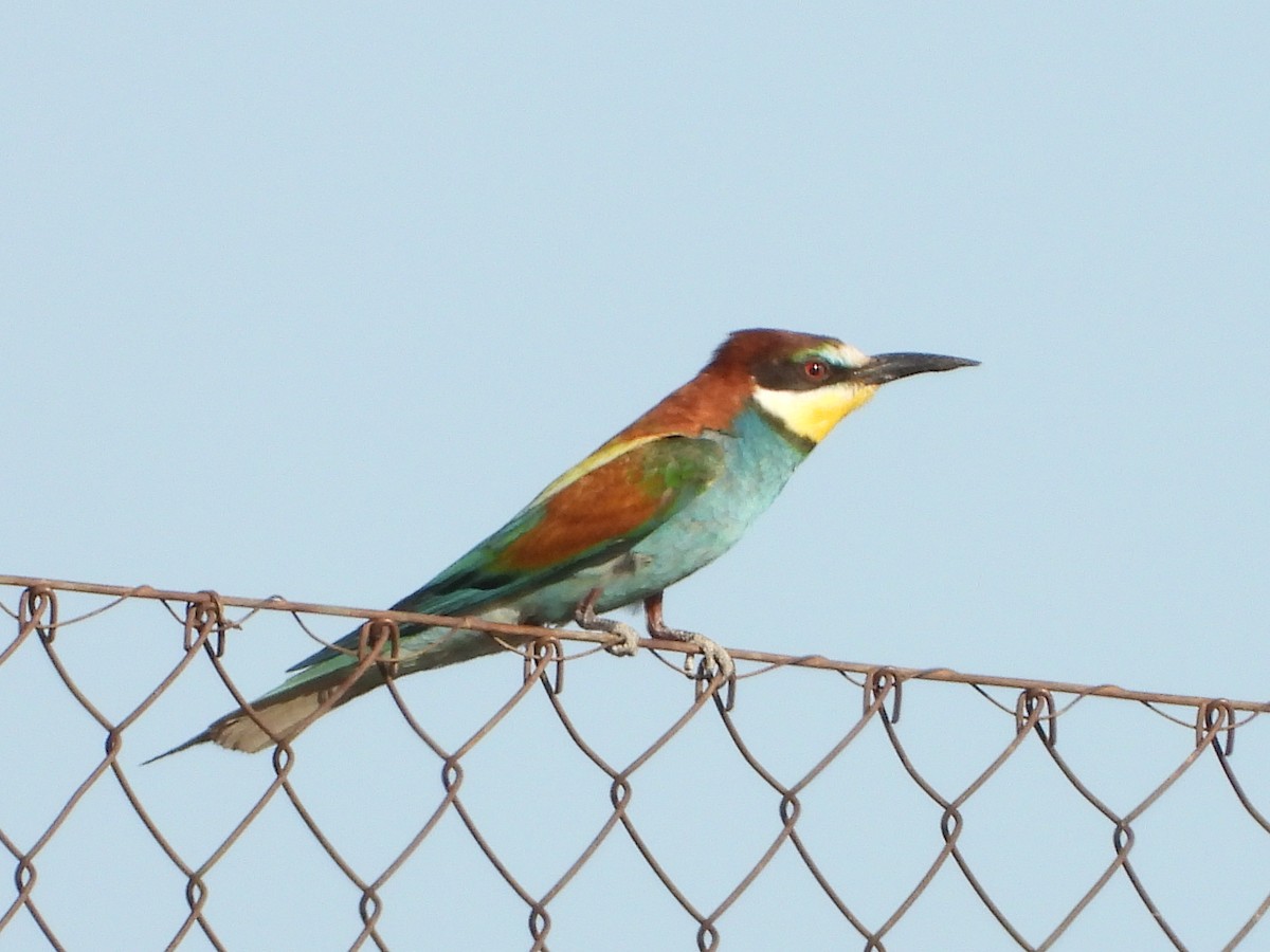 European Bee-eater - ML621436505