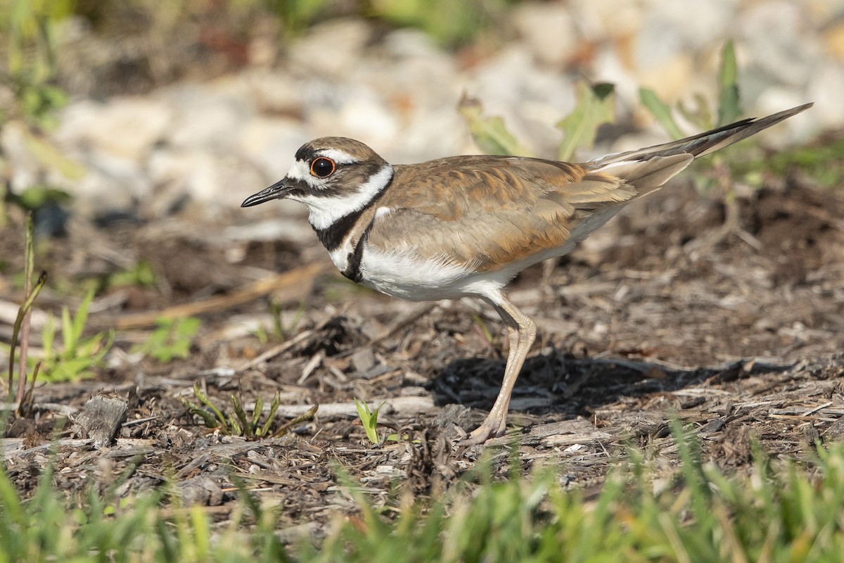 Killdeer - ML621436582