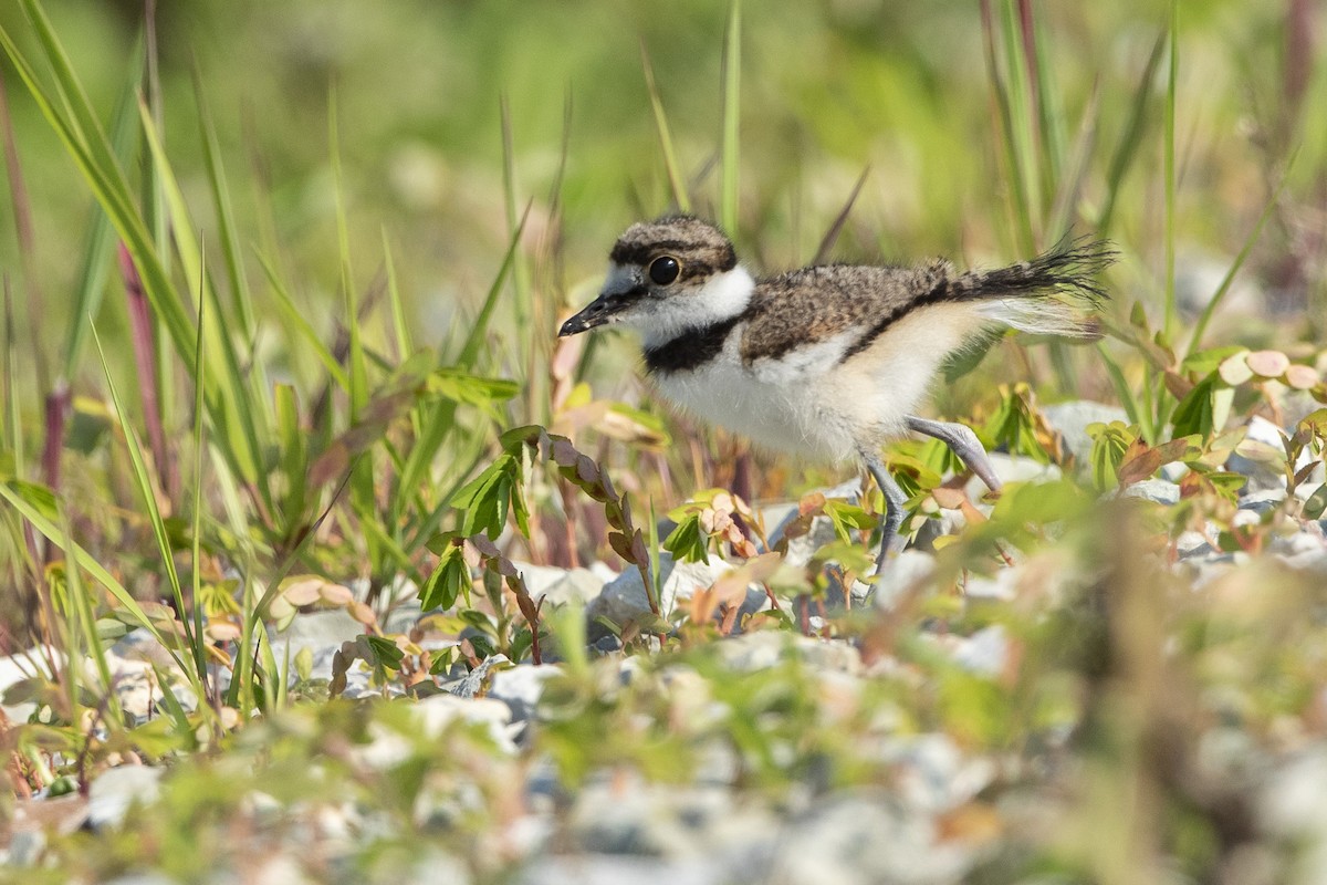 Killdeer - ML621436591