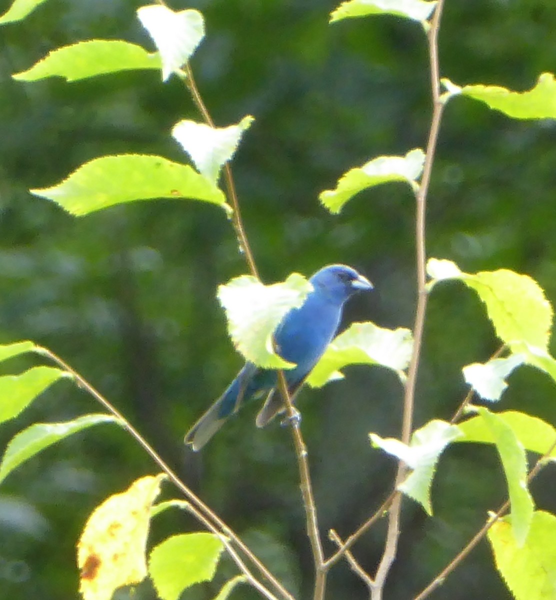 Indigo Bunting - ML621436604