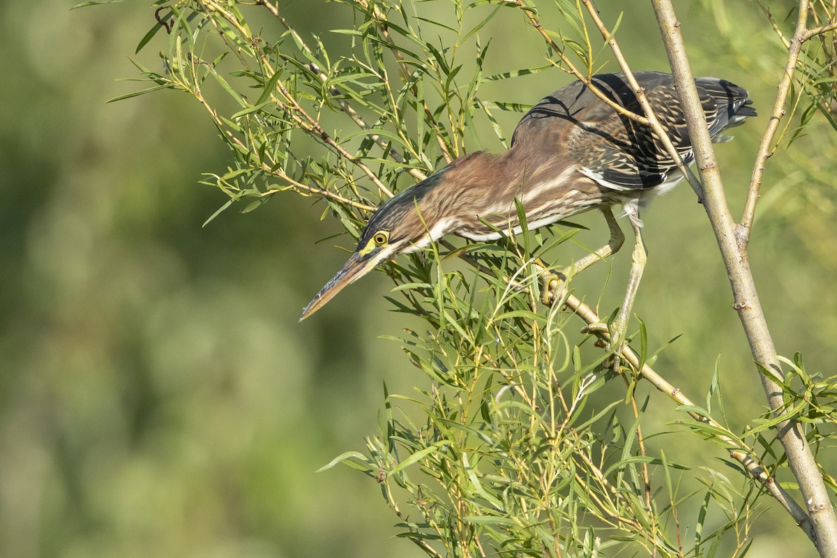 Green Heron - ML621436618