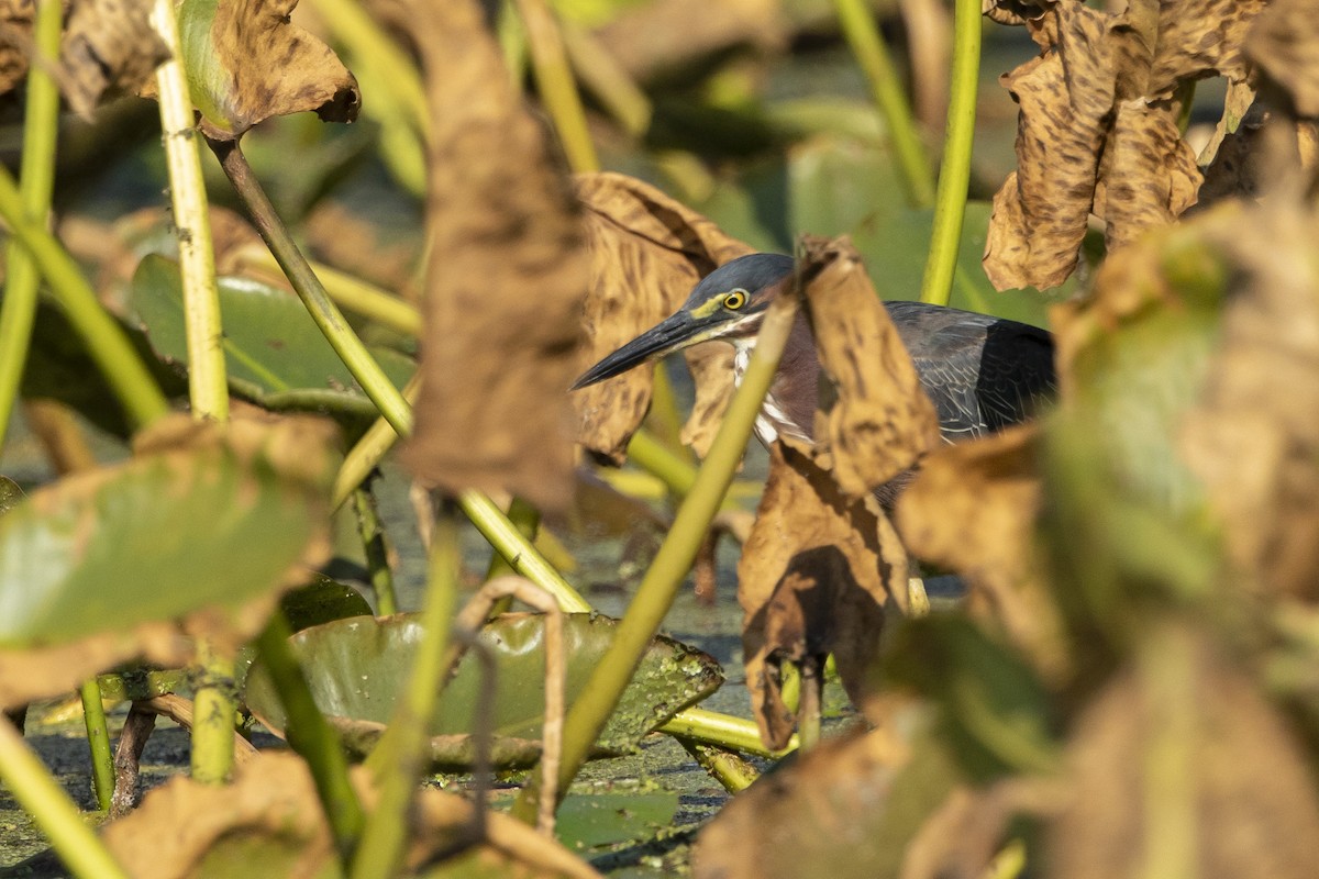 Green Heron - ML621436619