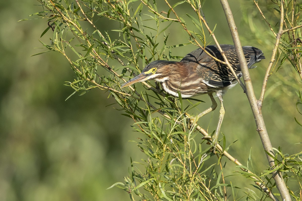 Green Heron - ML621436620