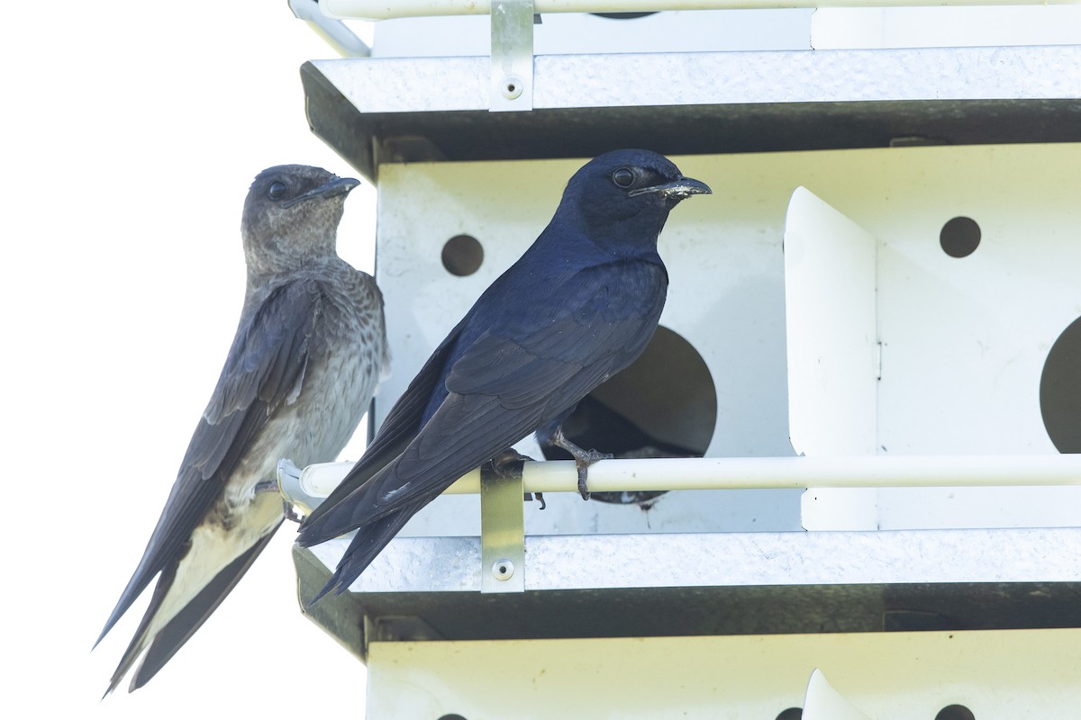 Purple Martin - ML621436646