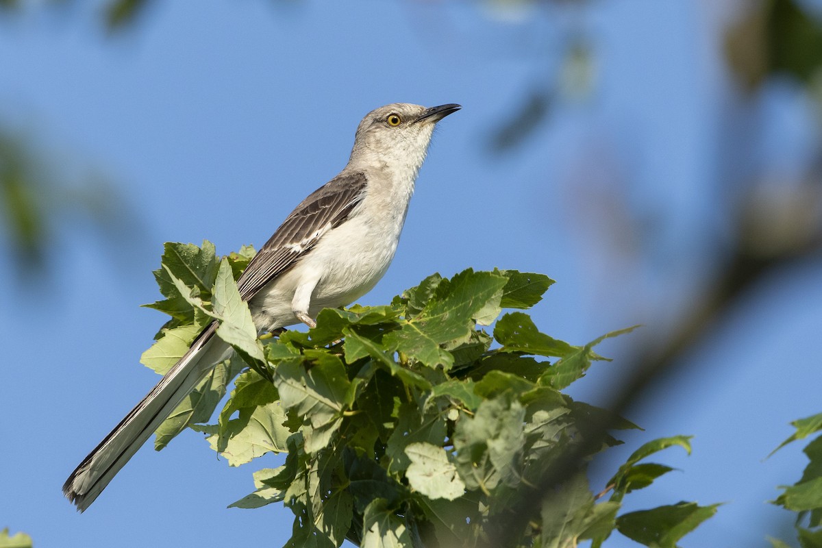 Northern Mockingbird - ML621436656