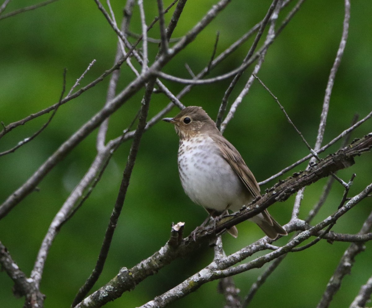 Swainson's Thrush - Ann Vaughan