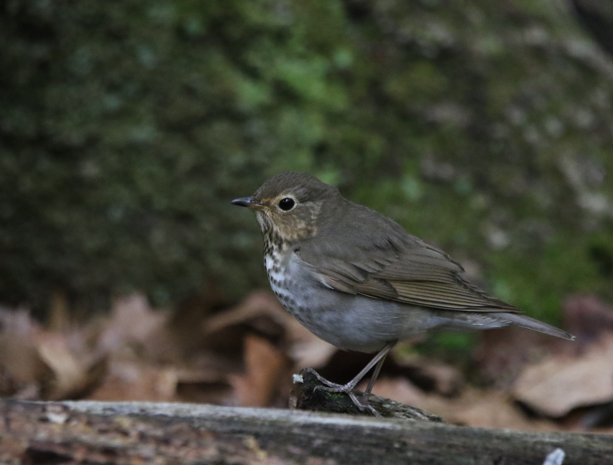 Swainson's Thrush - Ann Vaughan