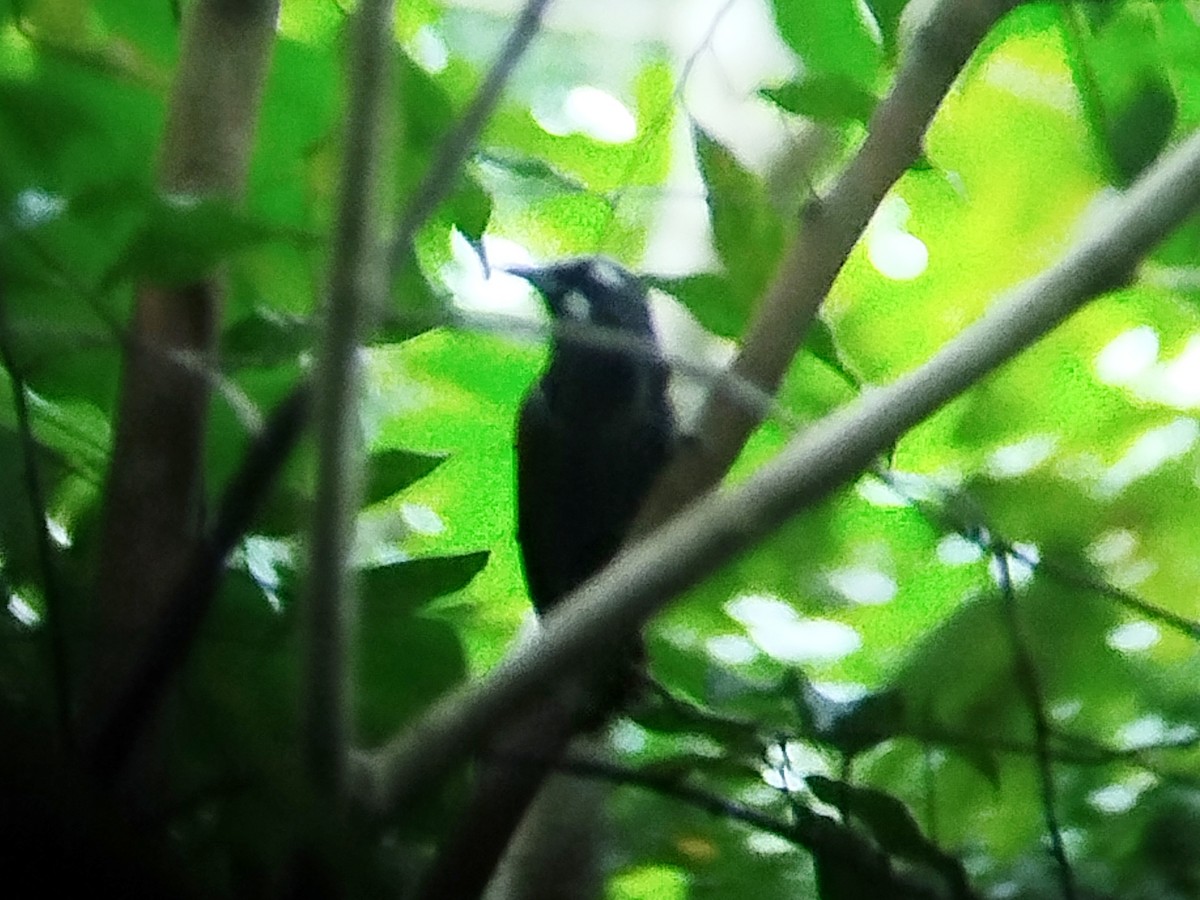 Black-throated Babbler - ML621436699