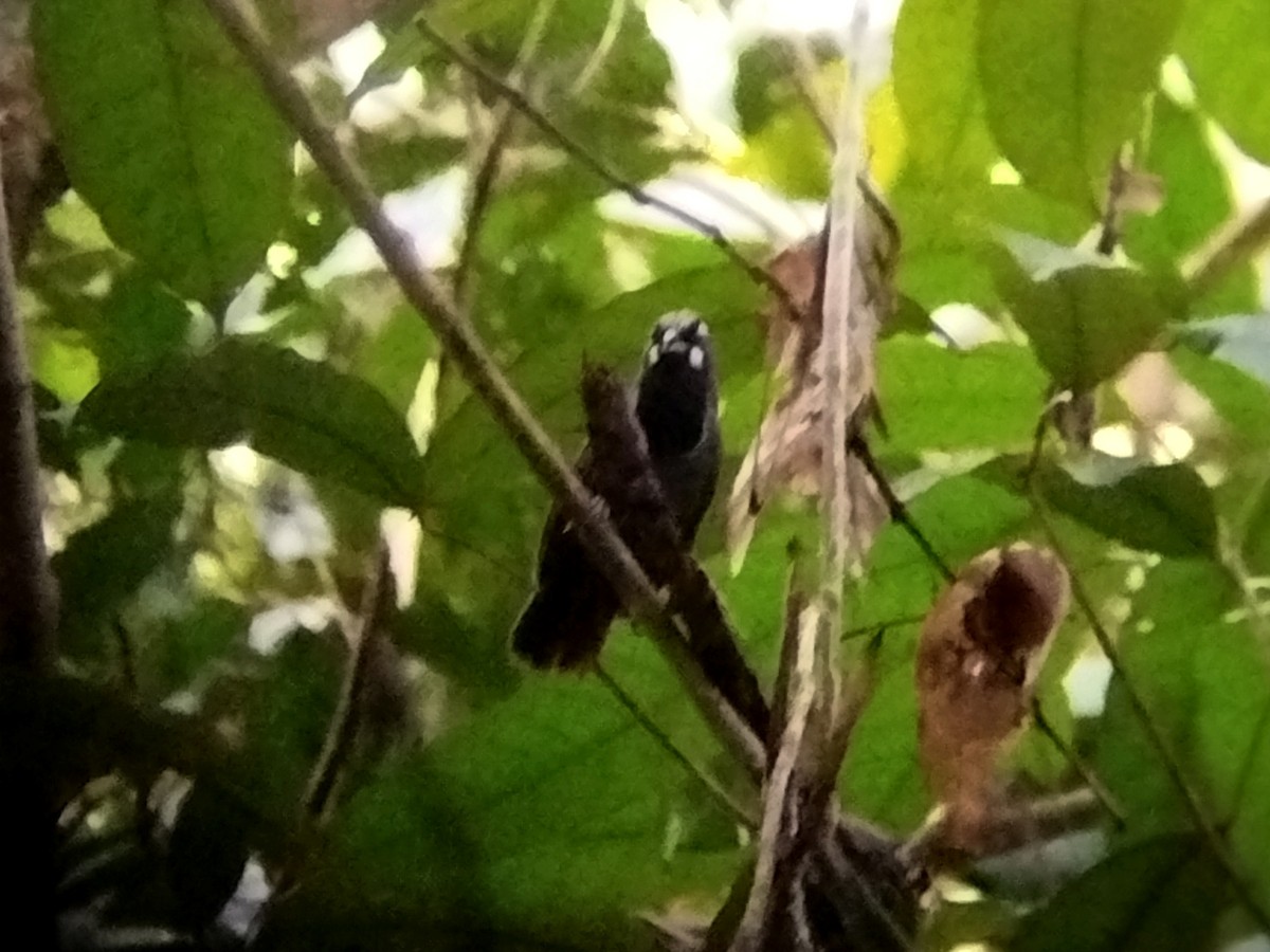 Black-throated Babbler - ML621436700