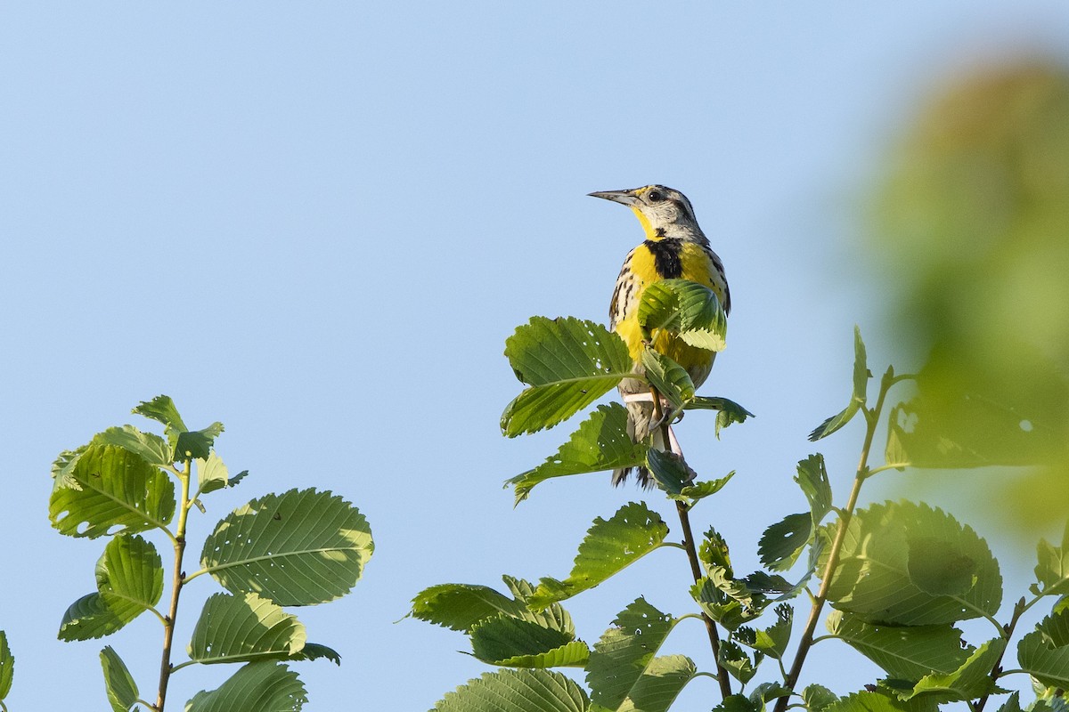 Eastern Meadowlark - ML621436719