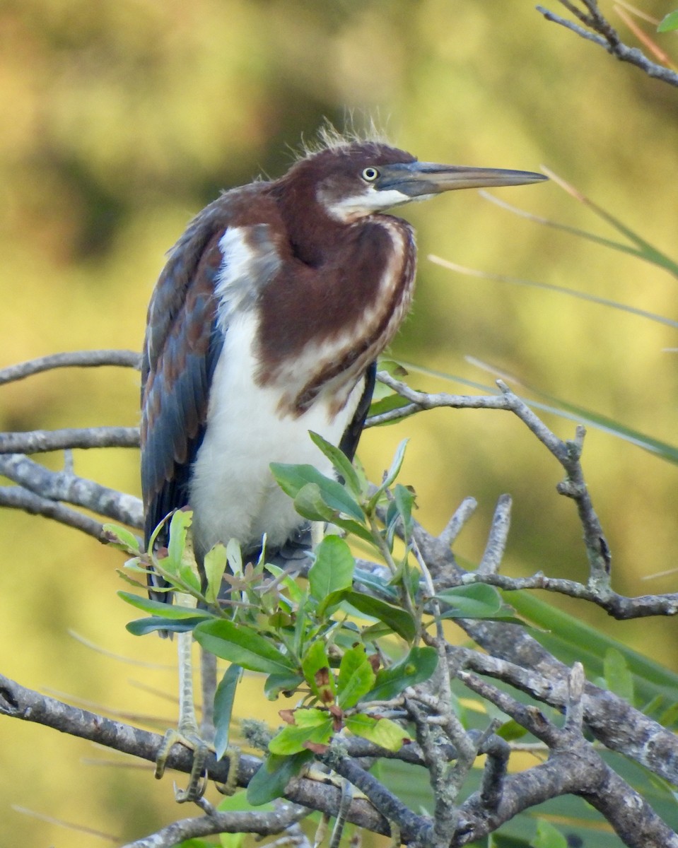 Tricolored Heron - ML621436738