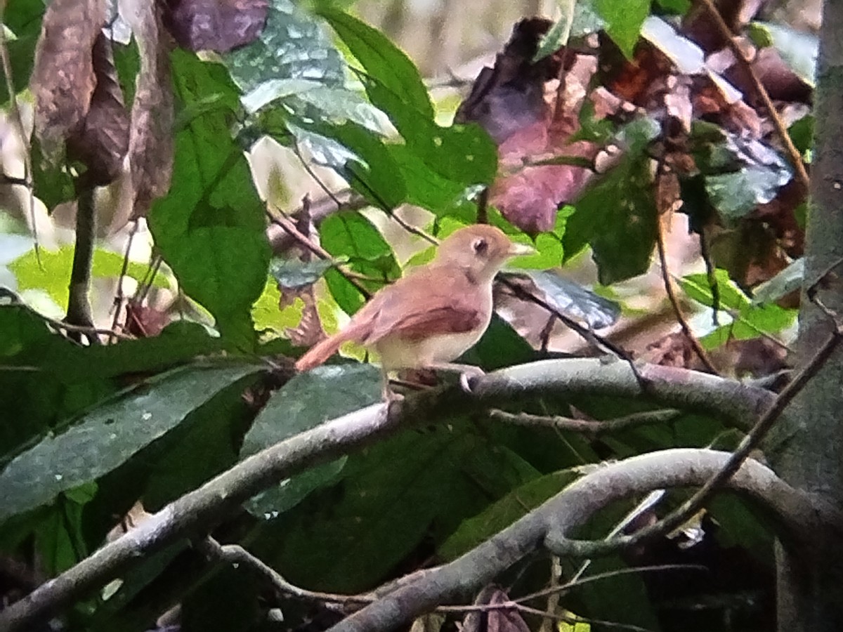 Tordina Bicolor - ML621436791