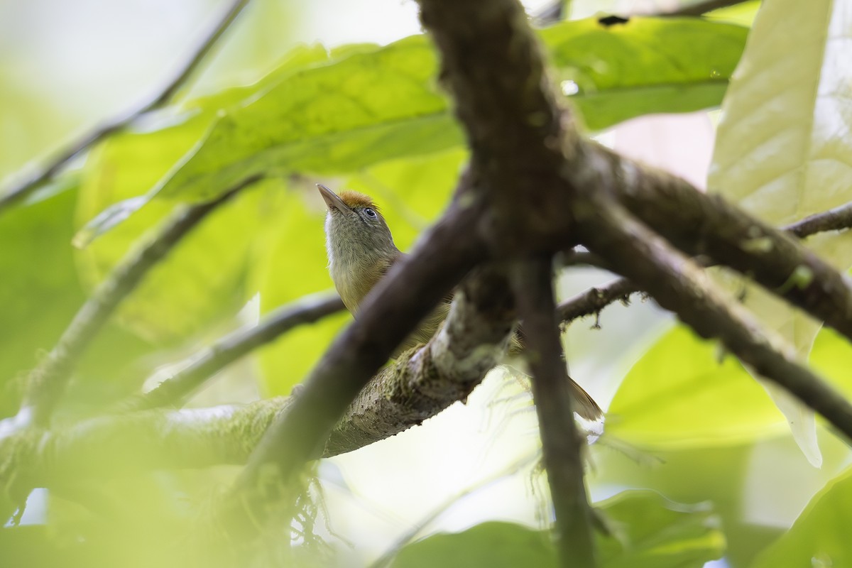 Tawny-crowned Greenlet - ML621436880