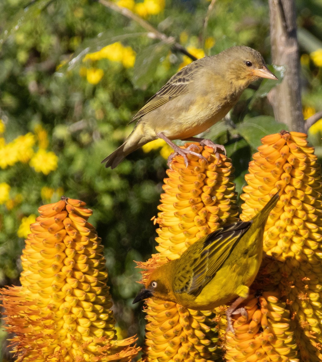 Cape Weaver - ML621436888