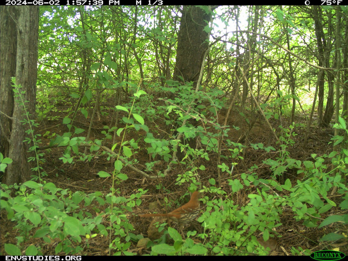 Brown Thrasher - ML621436958