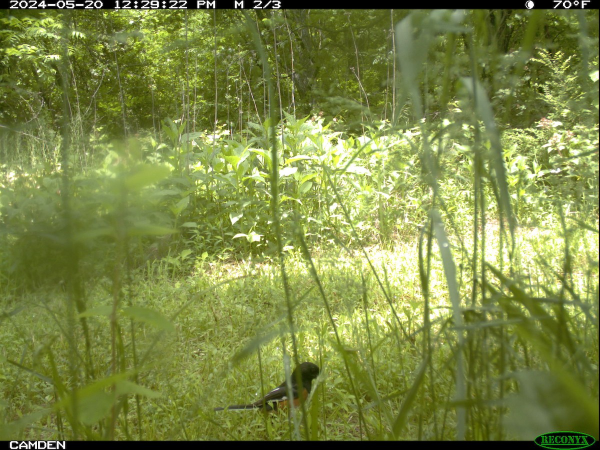 Eastern Towhee - ML621437058