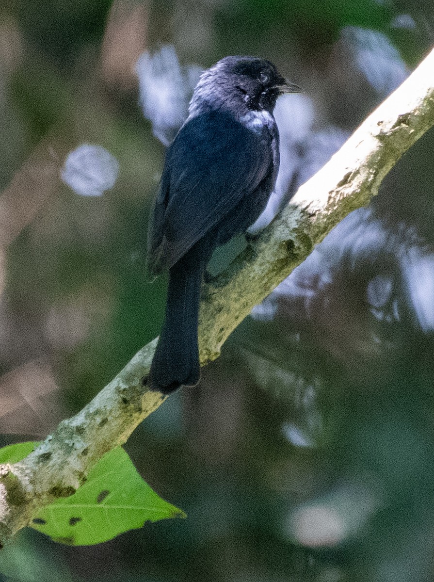 Fork-tailed Drongo - ML621437134