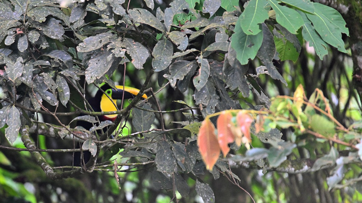 Toucan tocard - ML621437165