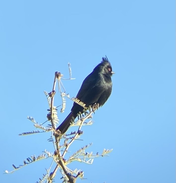 Phainopepla - ML621437181