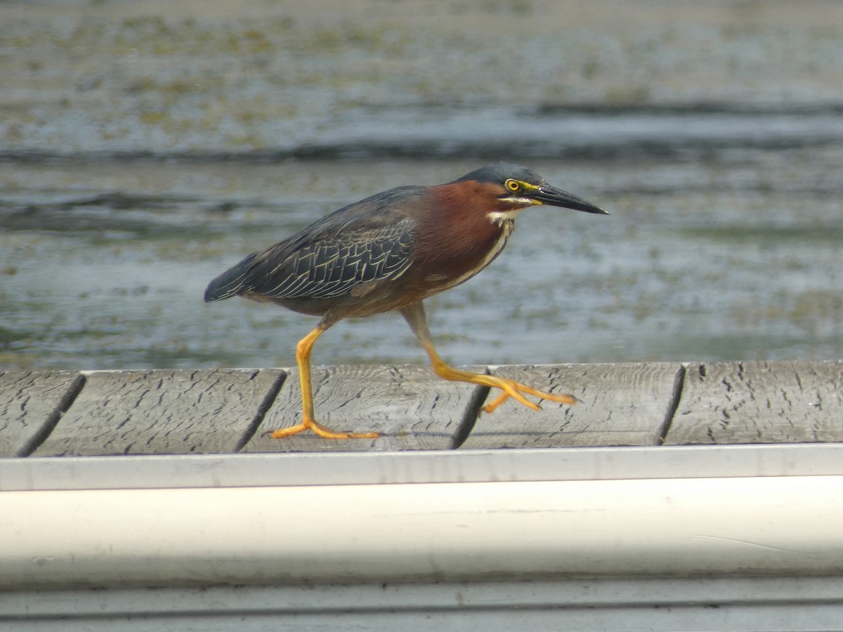 Green Heron - ML621437224