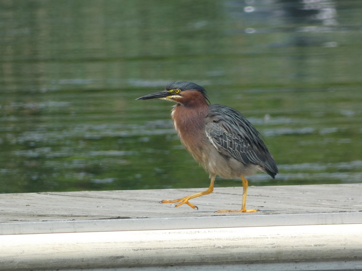 Green Heron - ML621437225