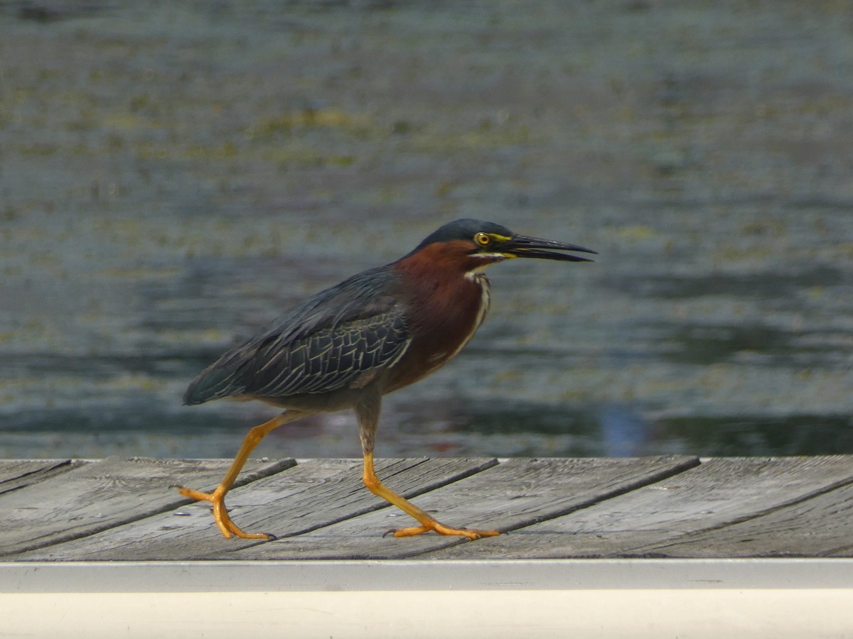 Green Heron - ML621437226