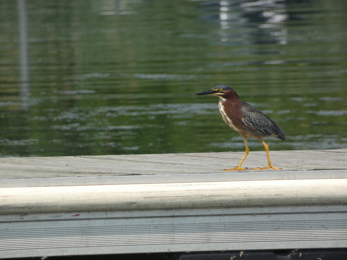 Green Heron - Marcel Gahbauer