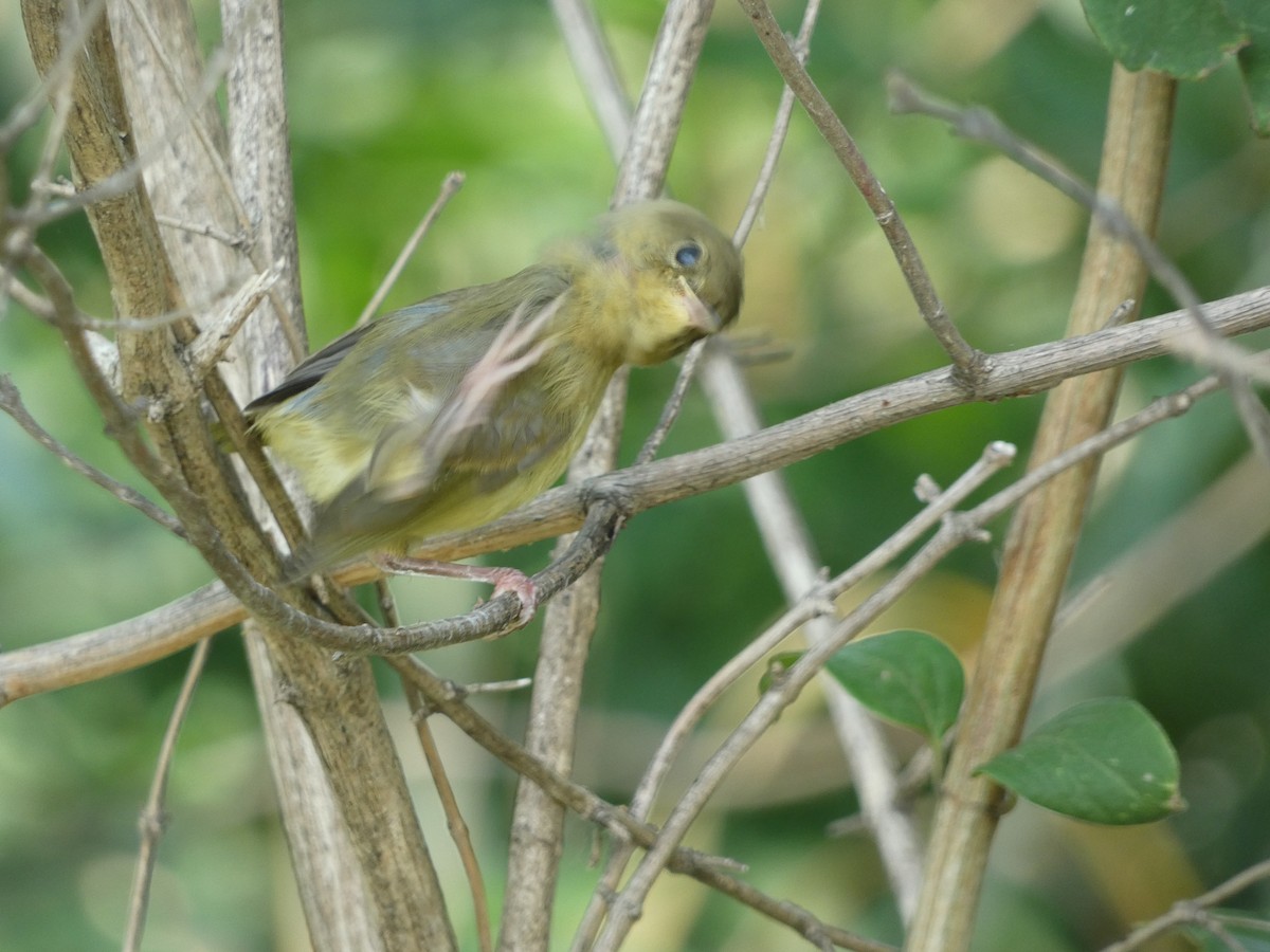 Common Yellowthroat - ML621437253