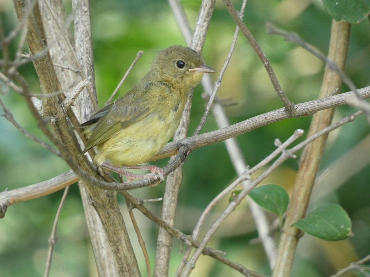 Common Yellowthroat - ML621437254