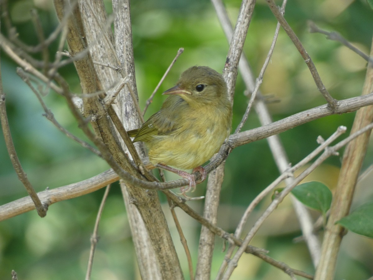 Common Yellowthroat - Marcel Gahbauer